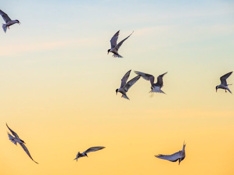 Common terns hover above a school of baitfish on the coast of Isle Au Haut the least known section of Acadia National Park. Photo by Will GreeneFriends of Acadia 768x576