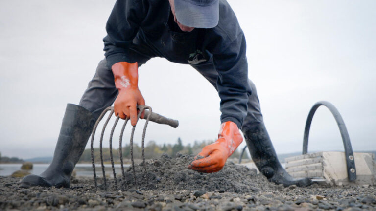 Clam digging 768x432