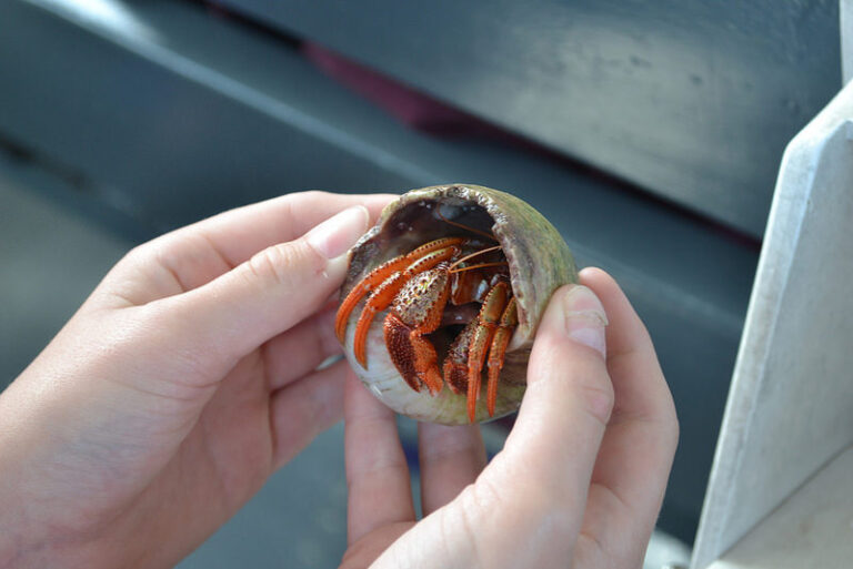 hermit crab 768x513