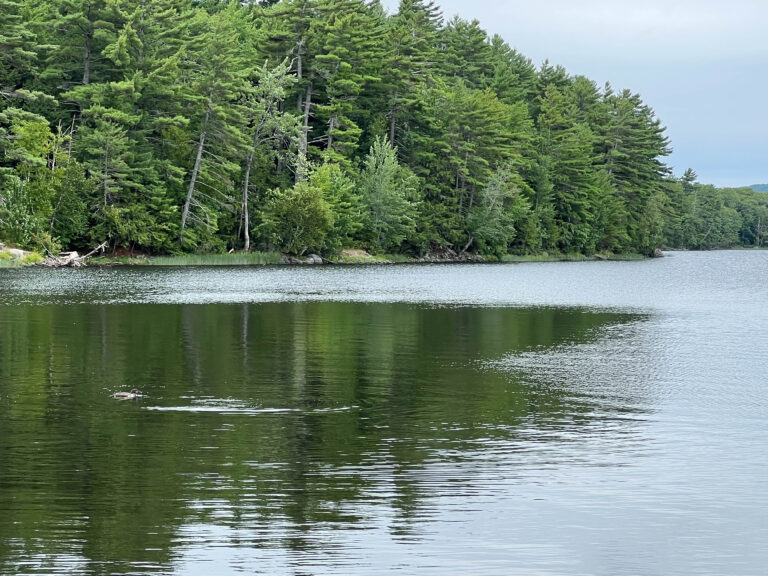 FieldsPond 20220808 62 768x576